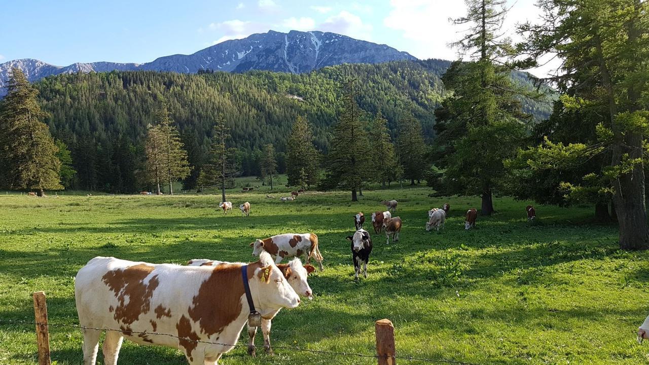 Ferienwohnungen Mamauwiese Gutenstein Экстерьер фото